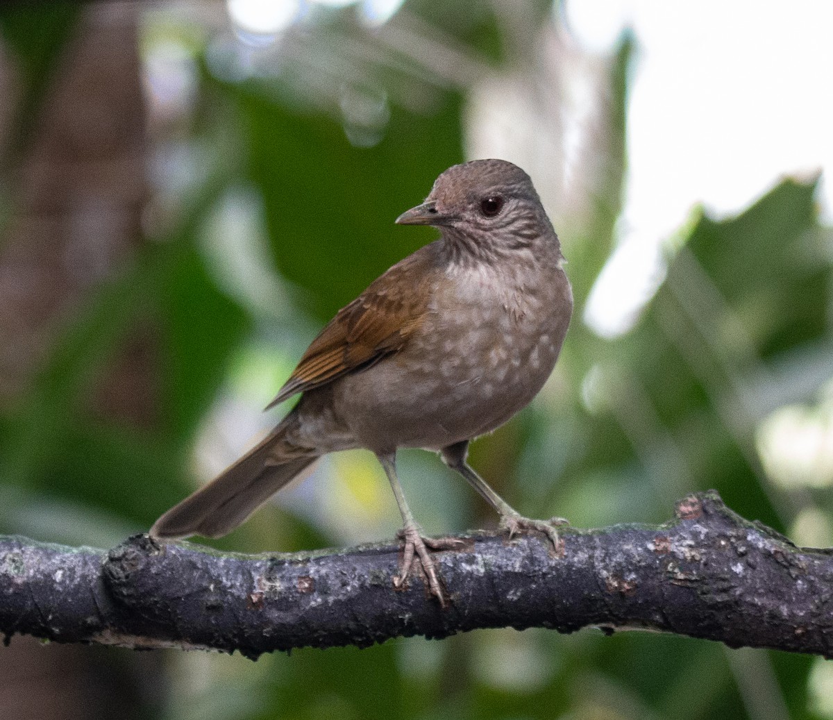 Pale-breasted Thrush - ML286107991