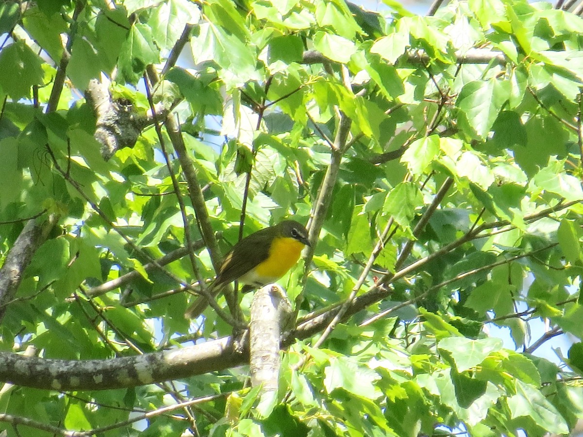 Yellow-breasted Chat - ML28611001