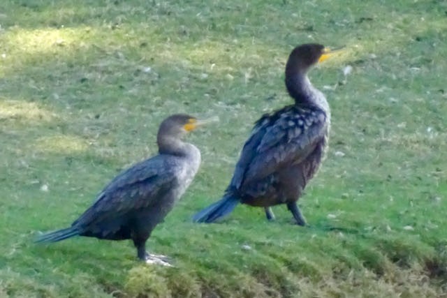 Double-crested Cormorant - ML286110221