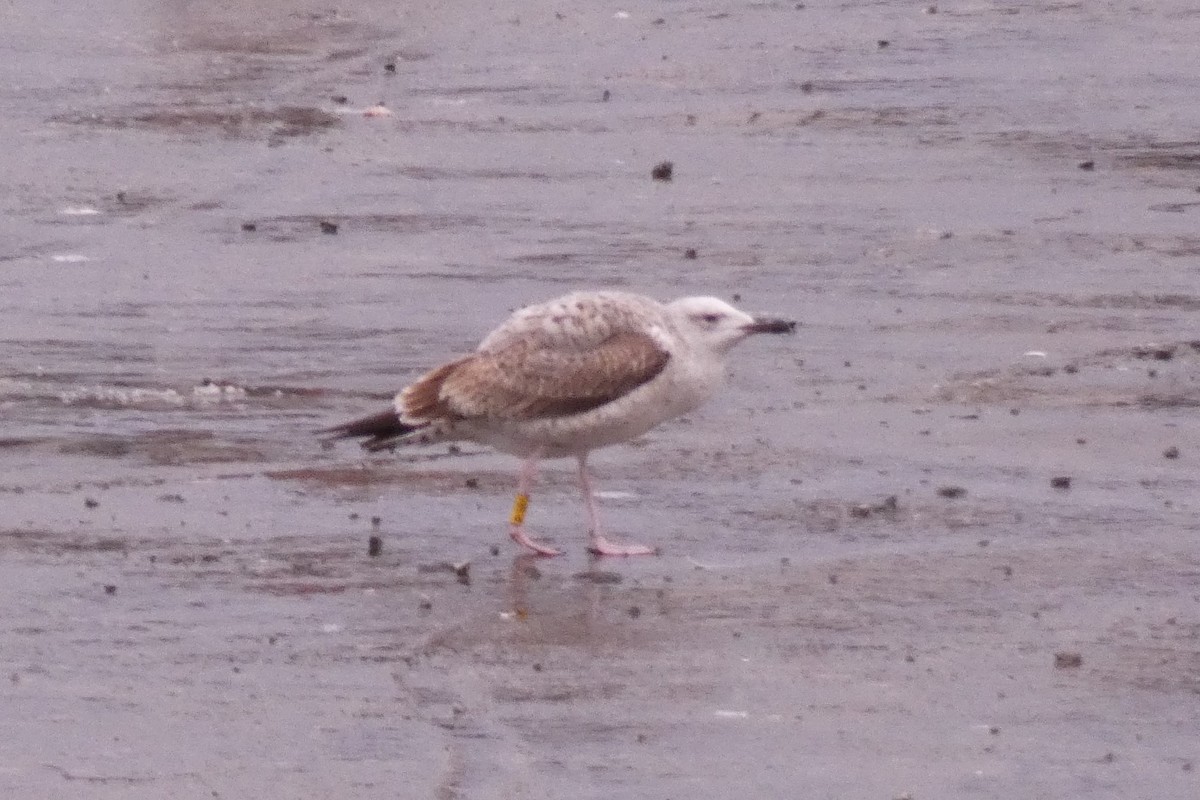 Caspian Gull - Joseba Amenabar