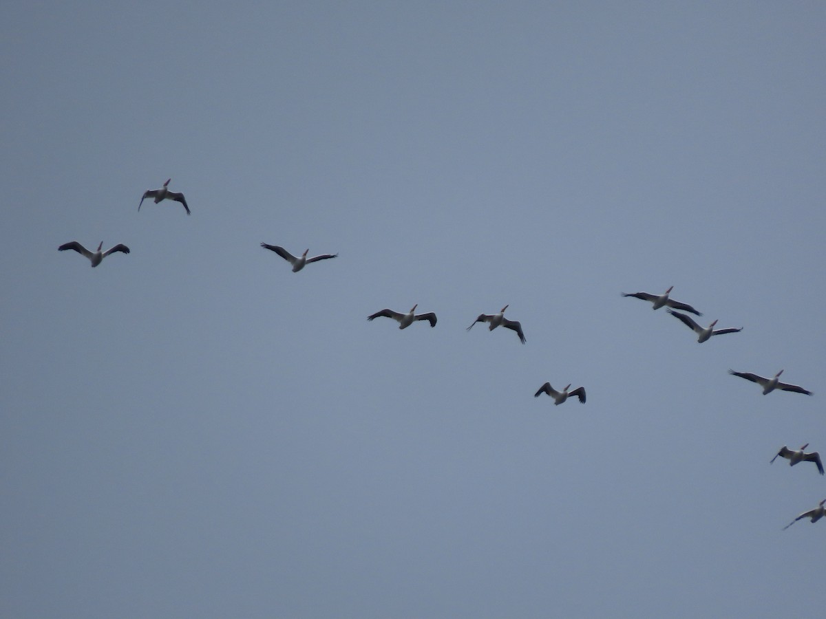 American White Pelican - ML286112381