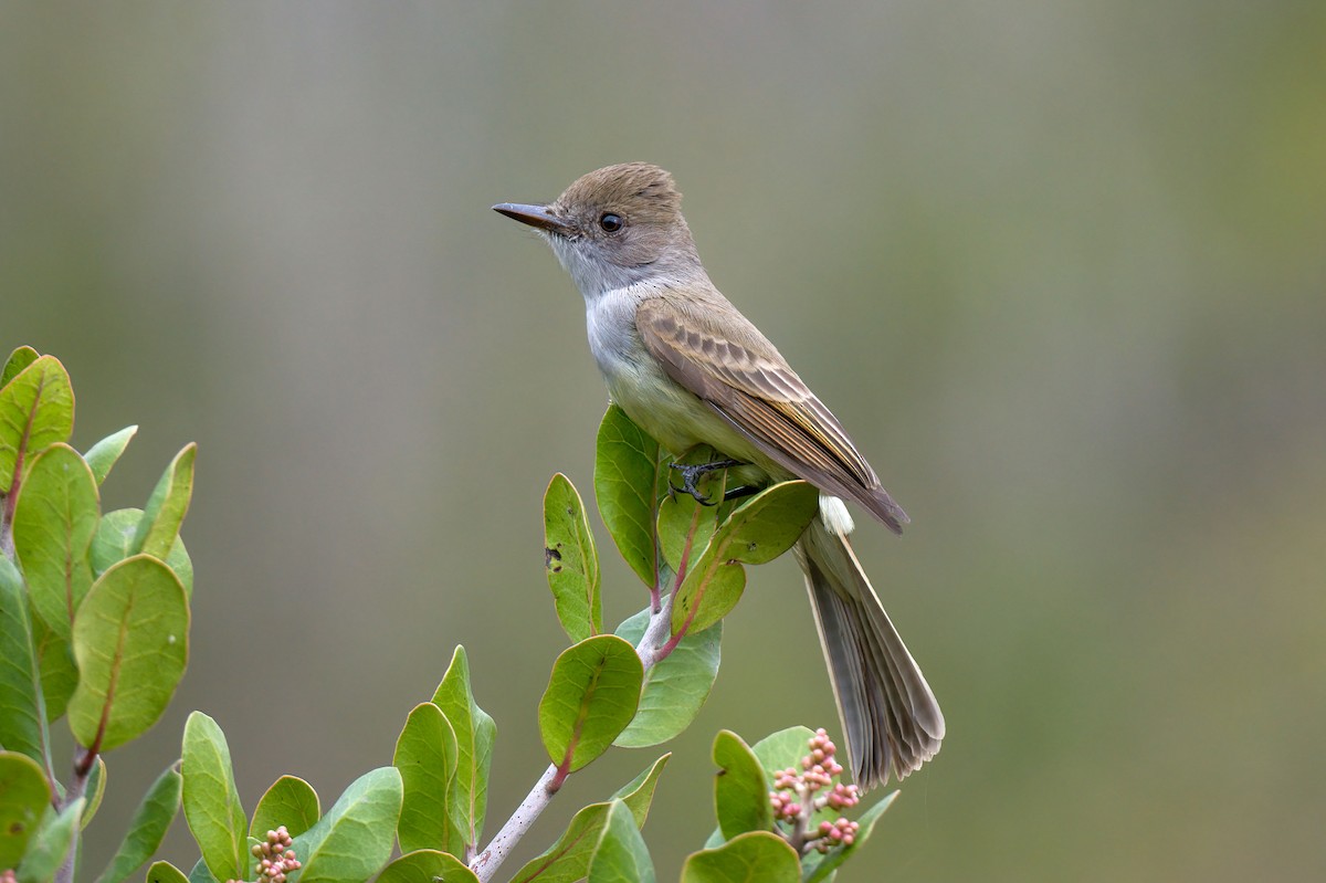 Dusky-capped Flycatcher - Andrew Newmark