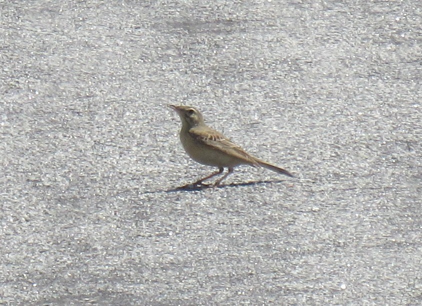 Tawny Pipit - ML286113141