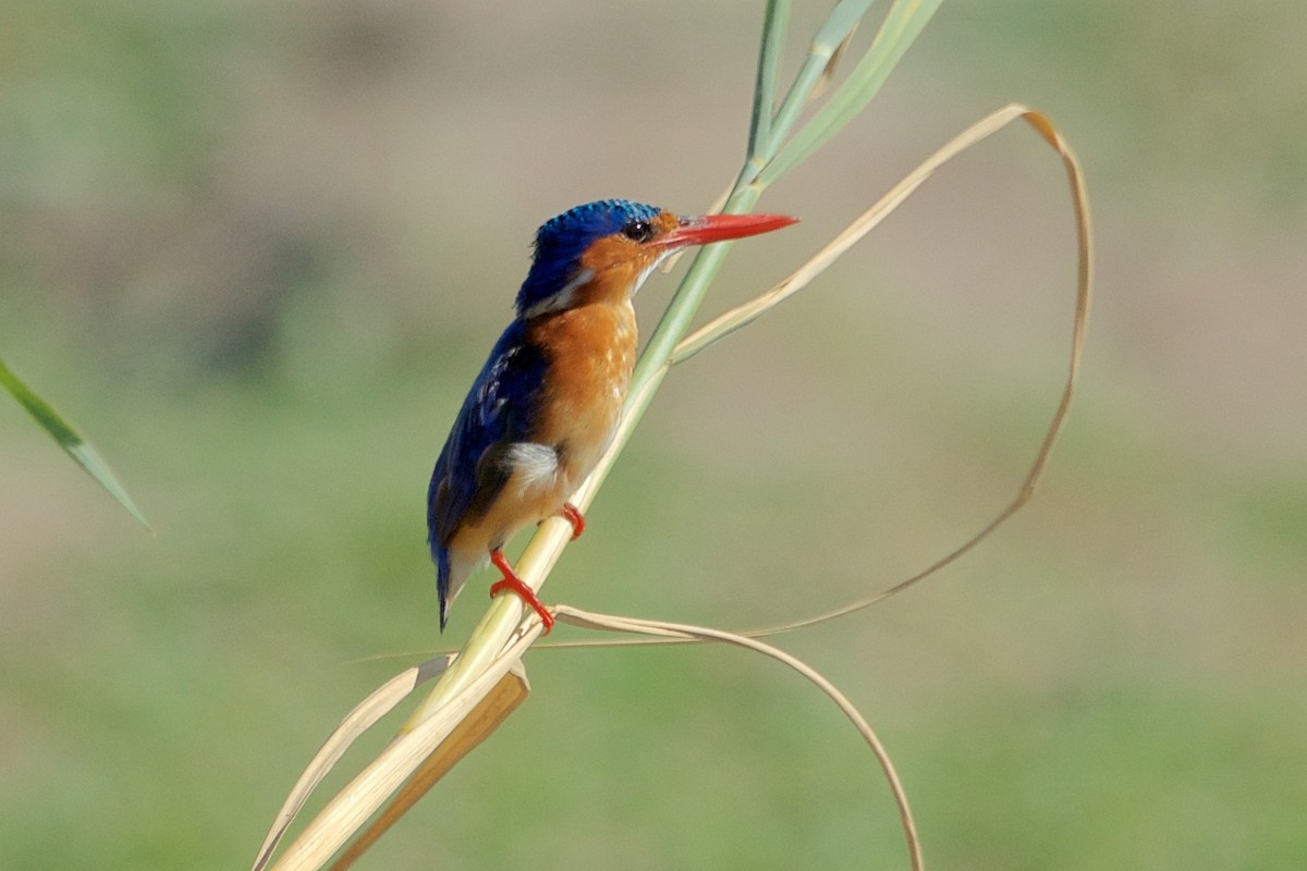 Malachite Kingfisher - ML286113561