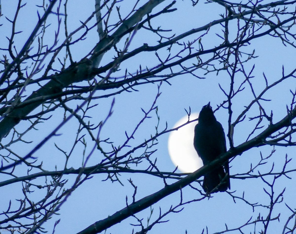 American Crow - ML286113671