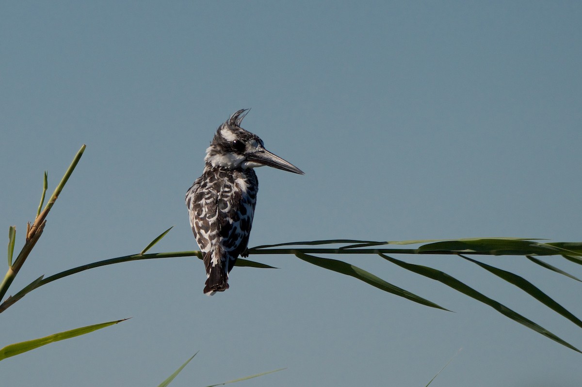 Pied Kingfisher - ML286113871