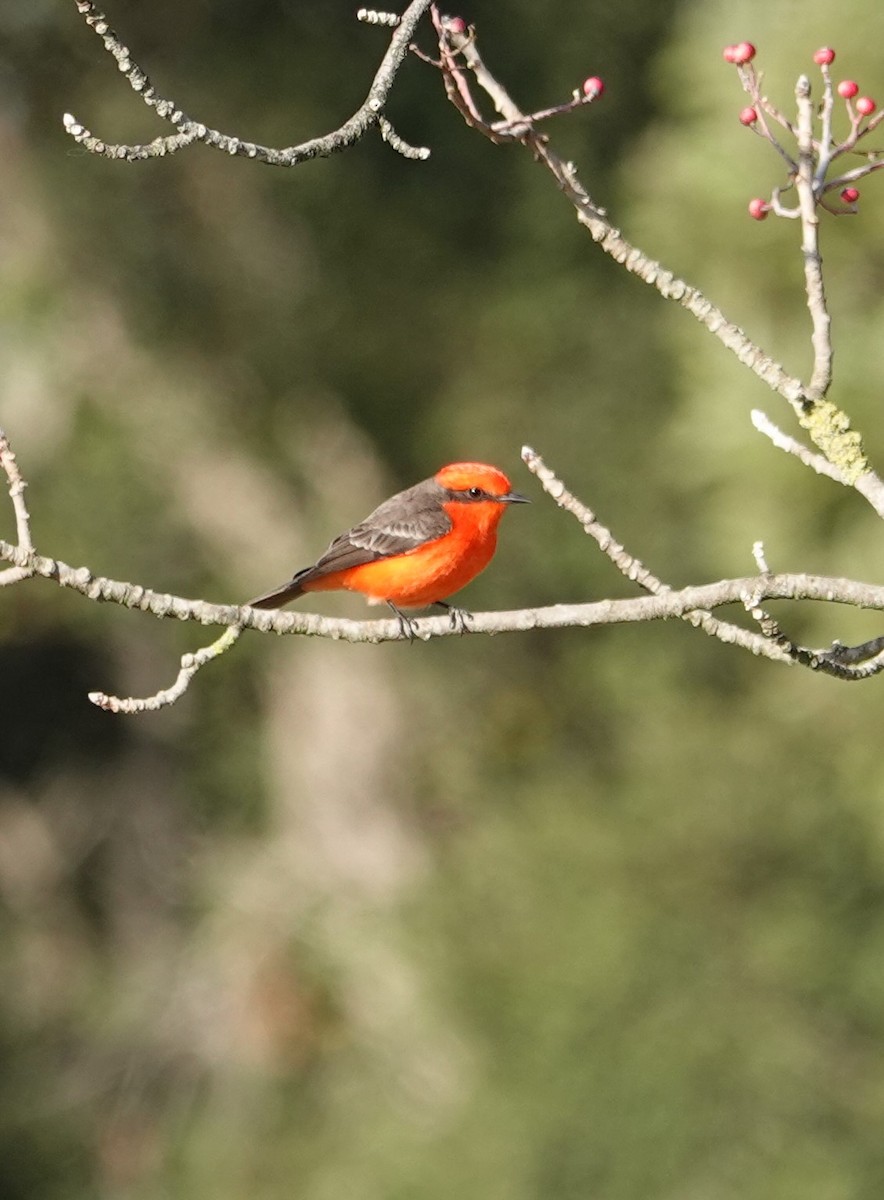 Vermilion Flycatcher - ML286114191
