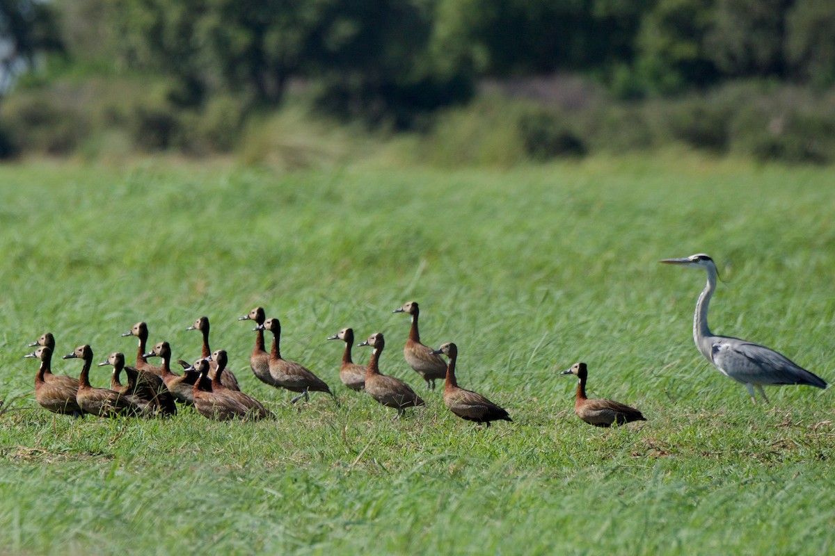 White-faced Whistling-Duck - ML286114311