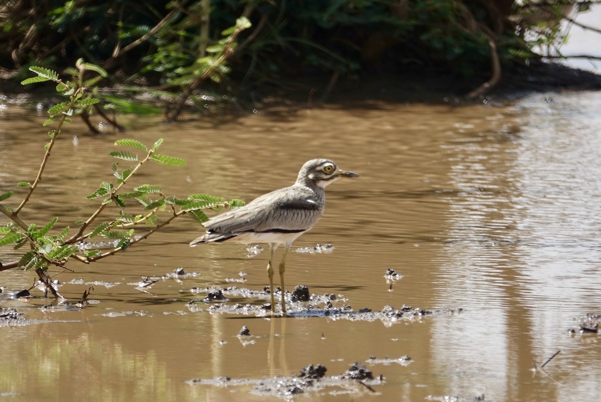 Senegal Thick-knee - ML286114611