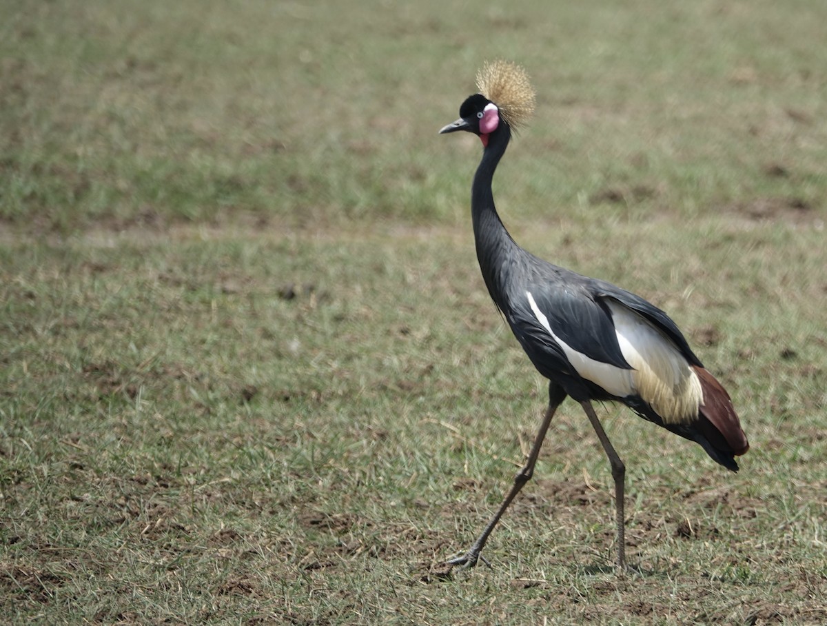 Black Crowned-Crane - ML286115021