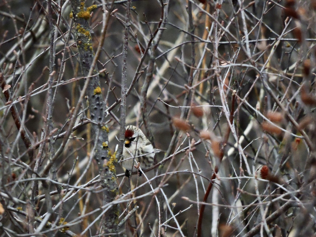 Common Redpoll - Daniel Casey