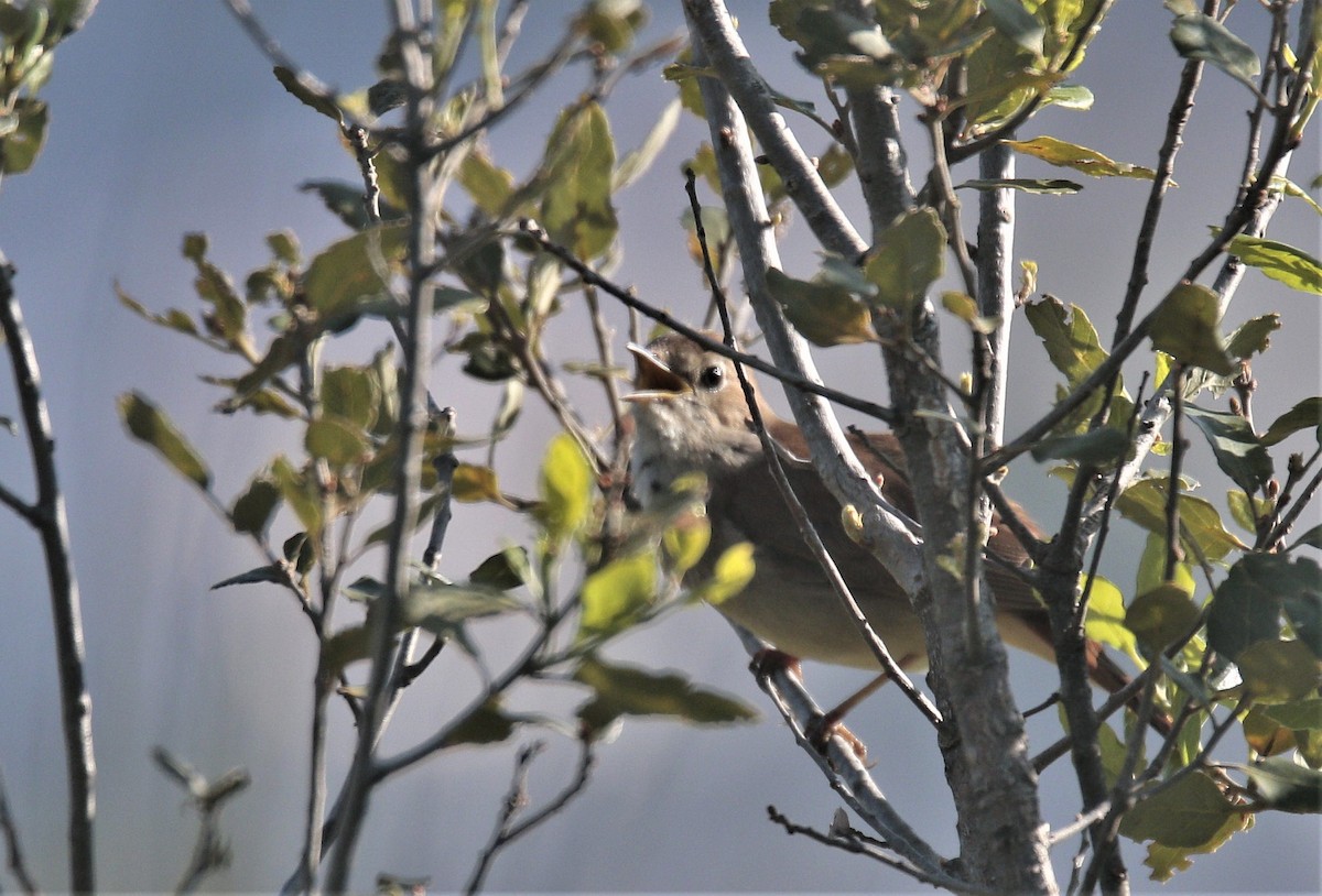 Common Nightingale - ML286117041