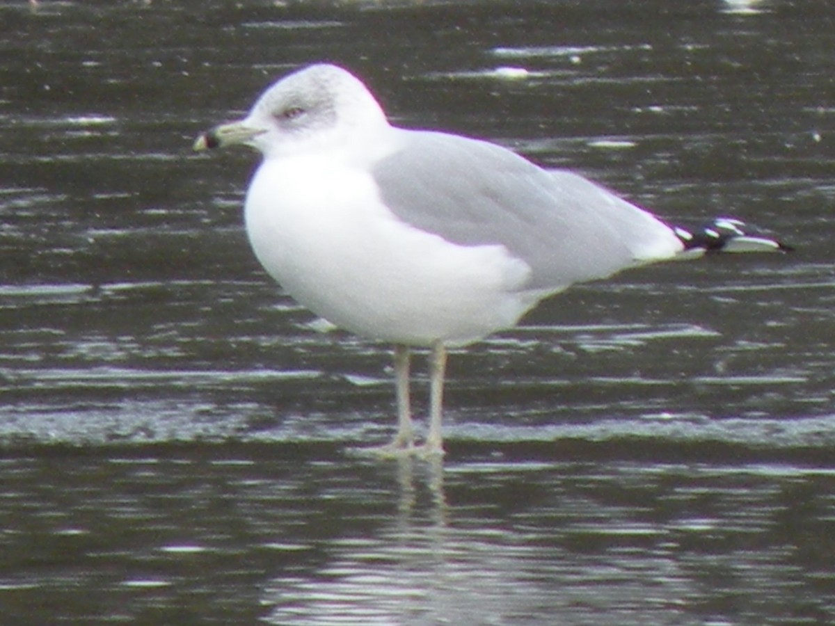 Ring-billed Gull - ML286119411