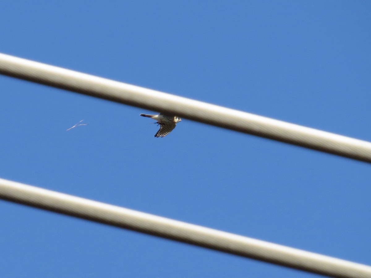 American Kestrel - ML286119741