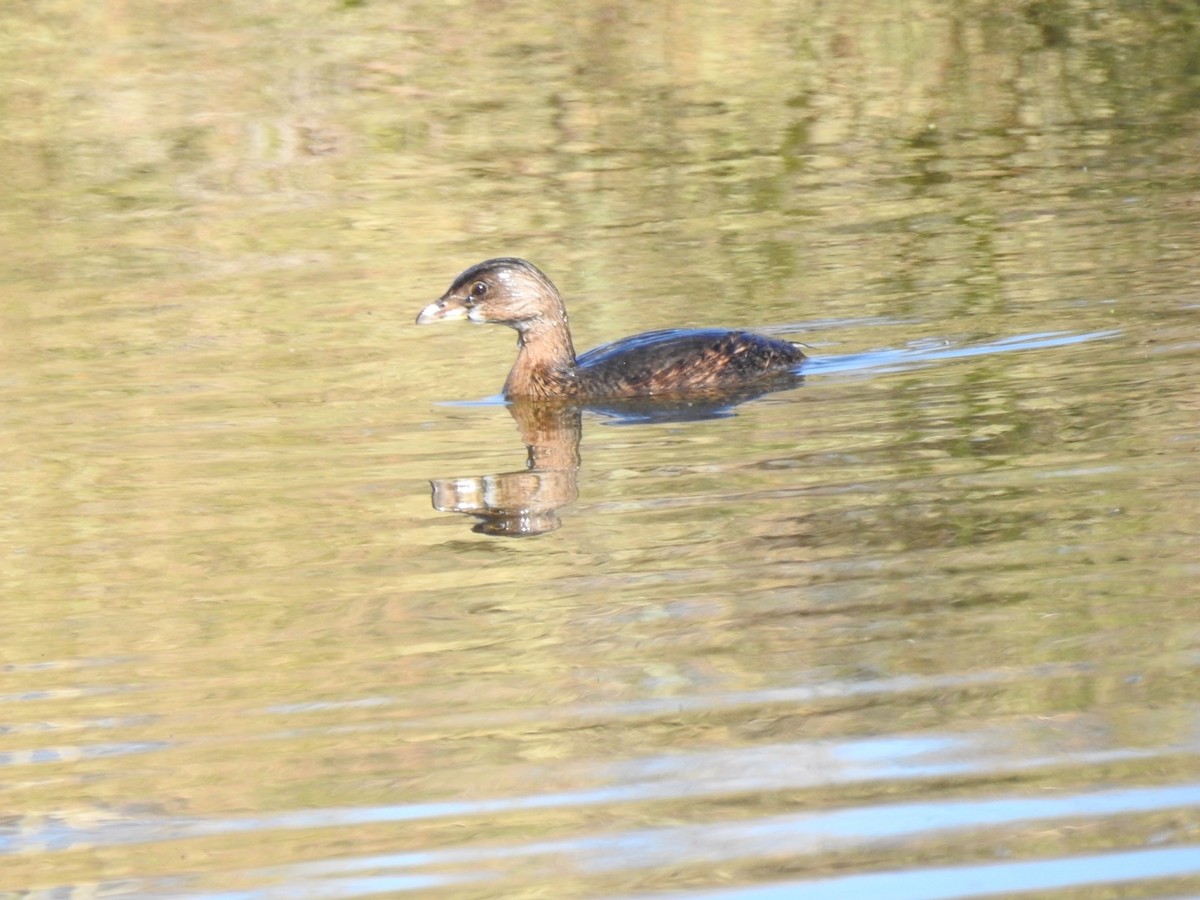 Pied-billed Grebe - ML286120471