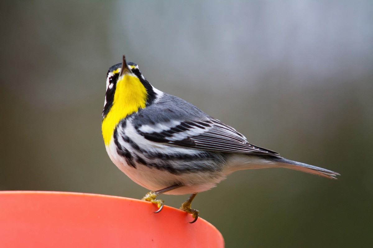 Yellow-throated Warbler - Janice Neitzel