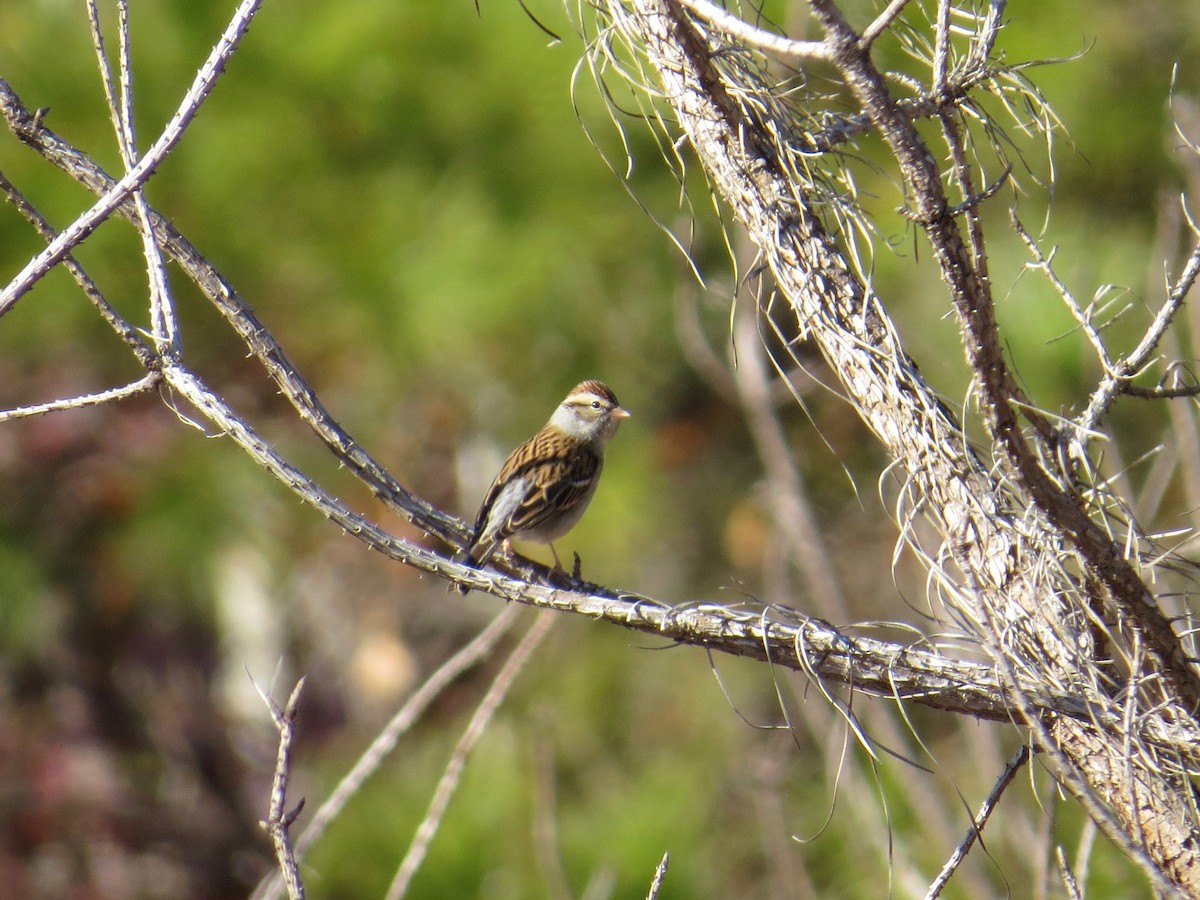 Chipping Sparrow - ML286121021