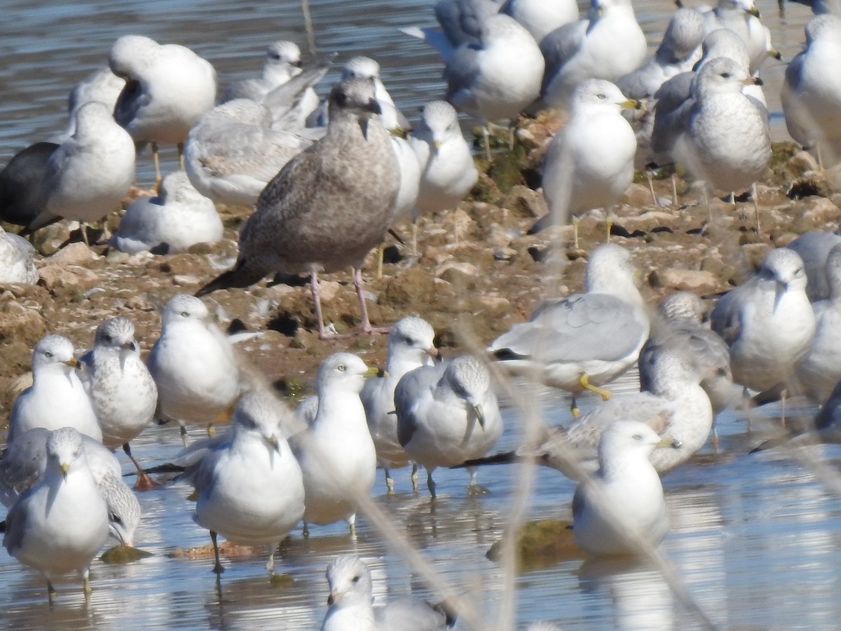 Herring Gull - Christopher Daniels