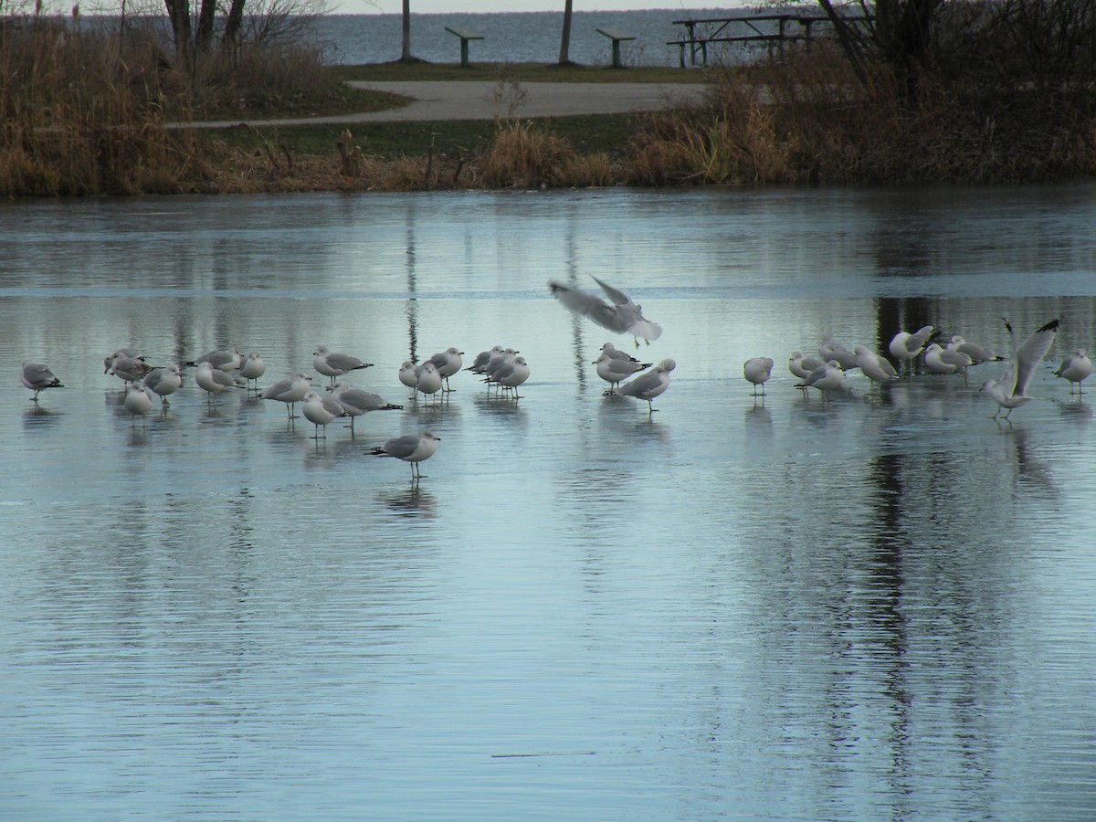 Ring-billed Gull - ML286121341