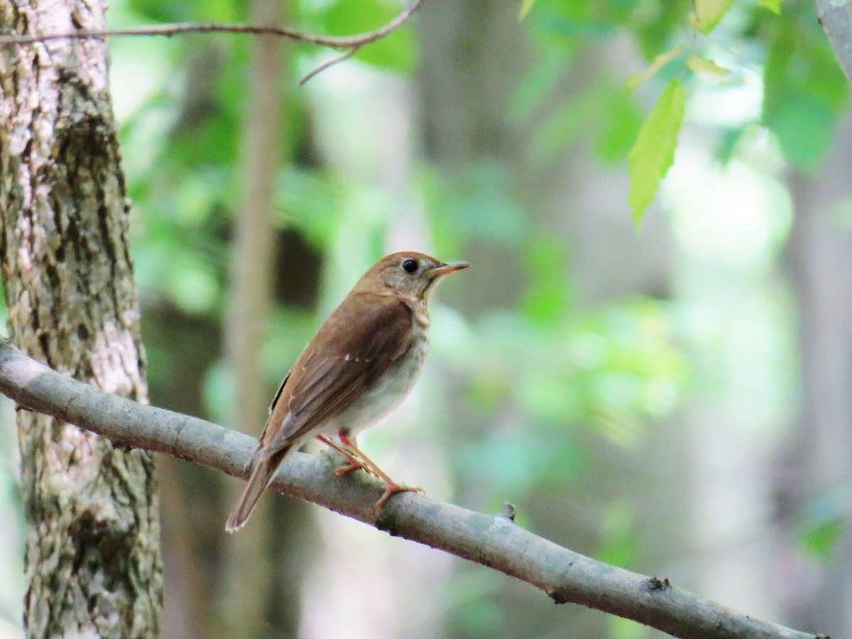 Veery - ML28612221