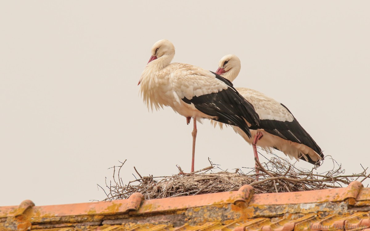 White Stork - Wouter Van Gasse