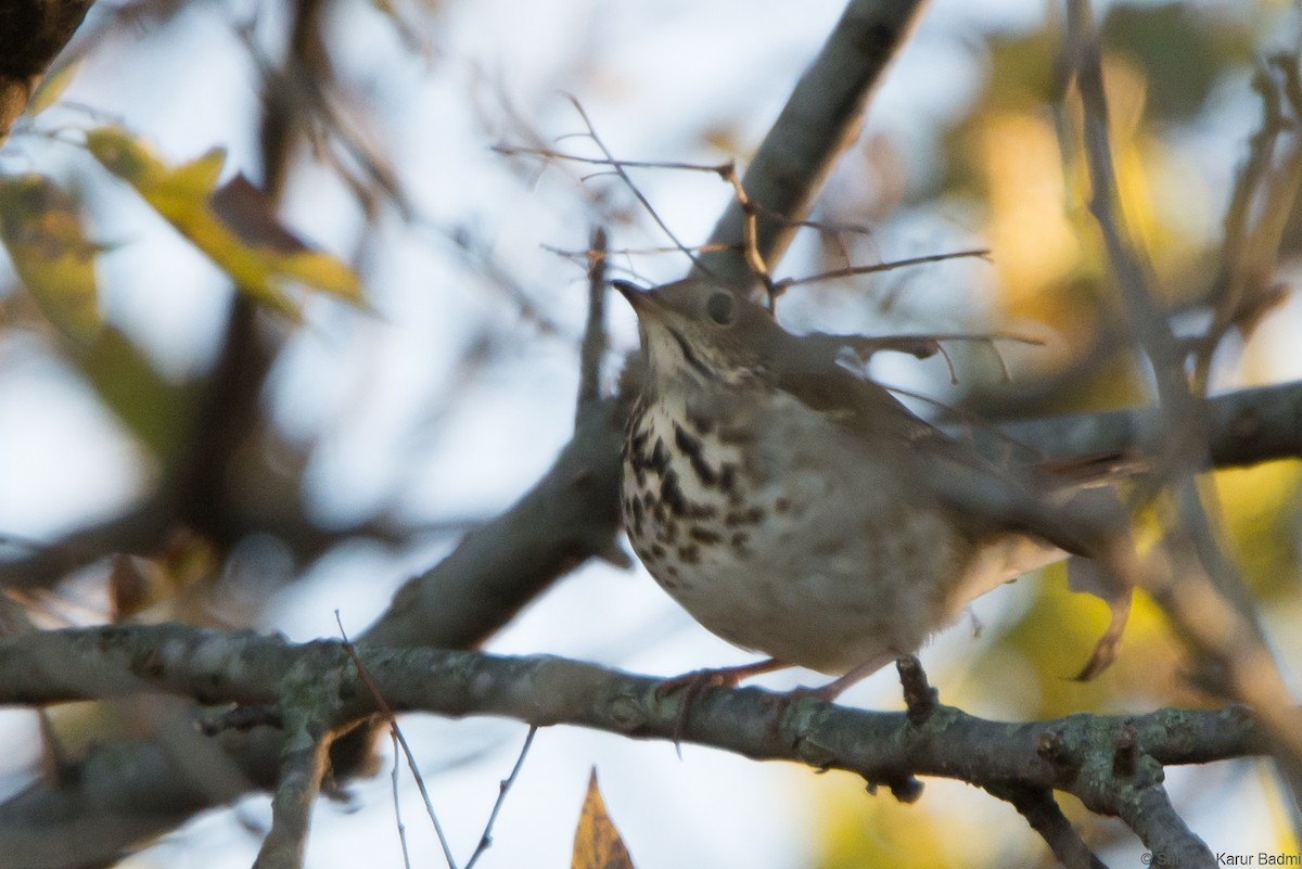 Hermit Thrush - ML286124721