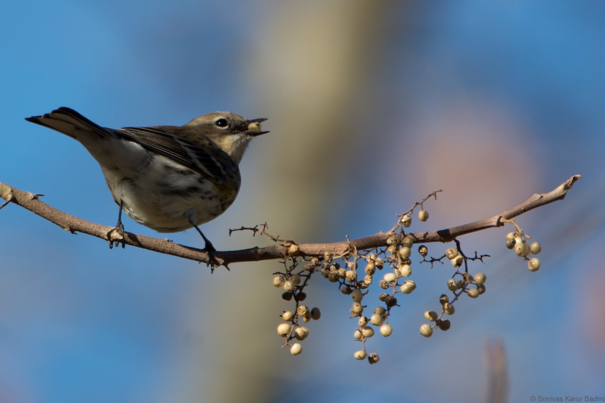 Yellow-rumped Warbler - ML286124861