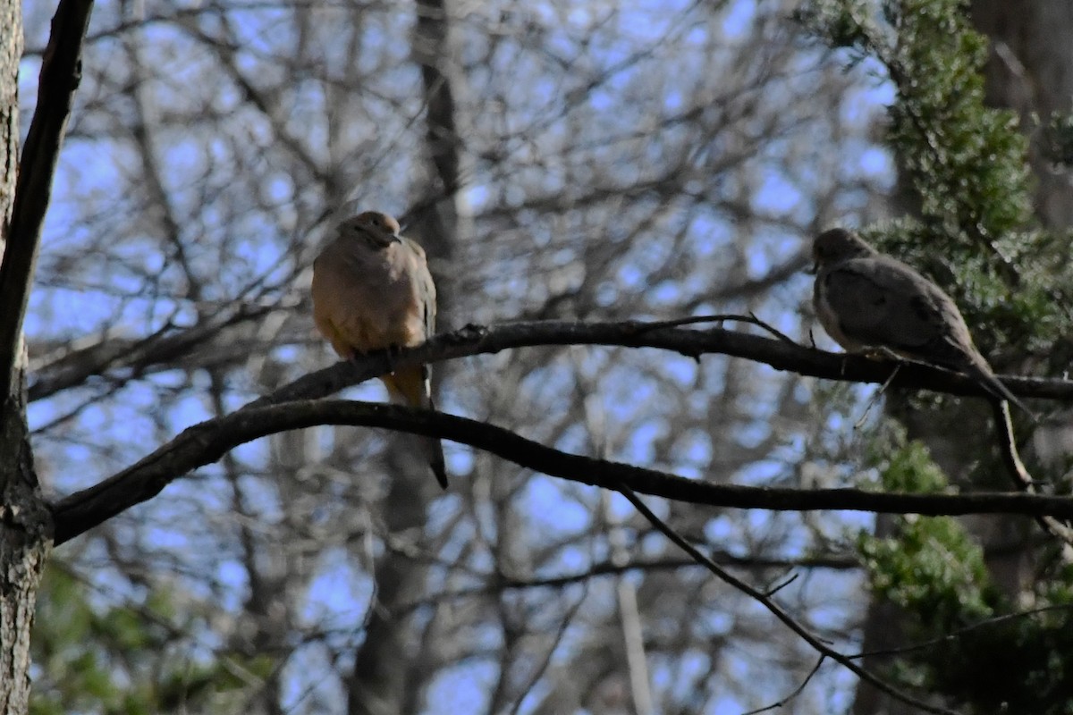 Mourning Dove - ML286125611