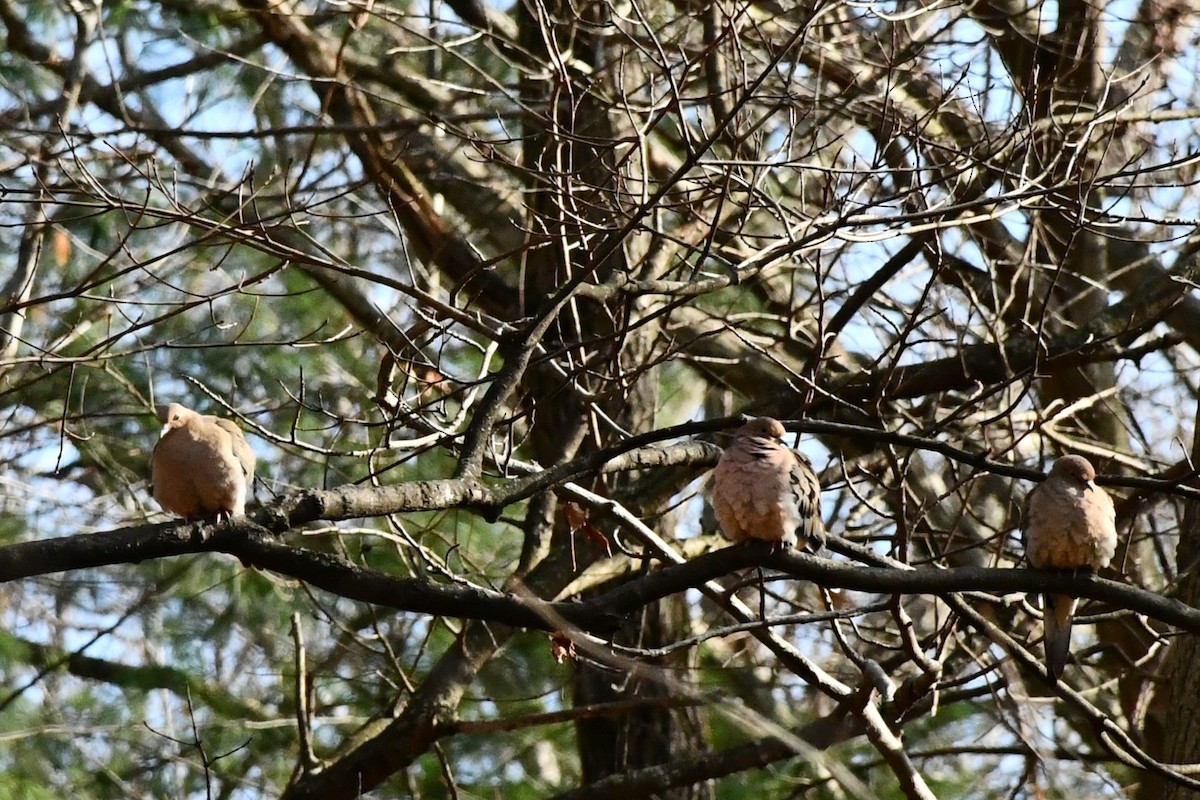 Mourning Dove - ML286125651