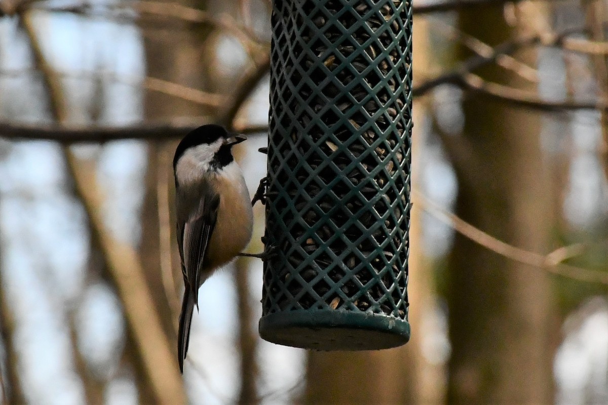 Black-capped Chickadee - ML286125921