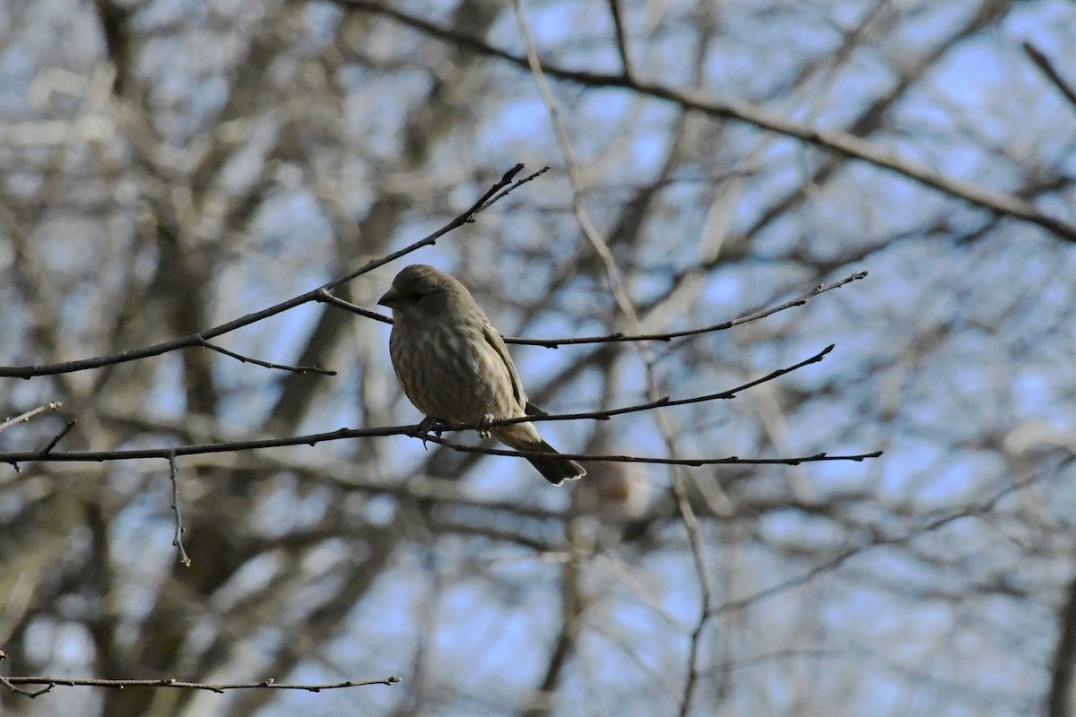 House Finch - ML286126591