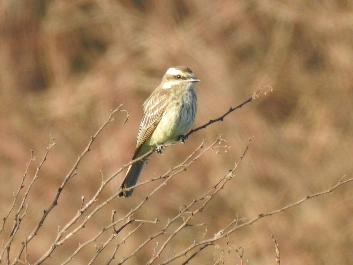 Variegated Flycatcher - Viviana Giqueaux