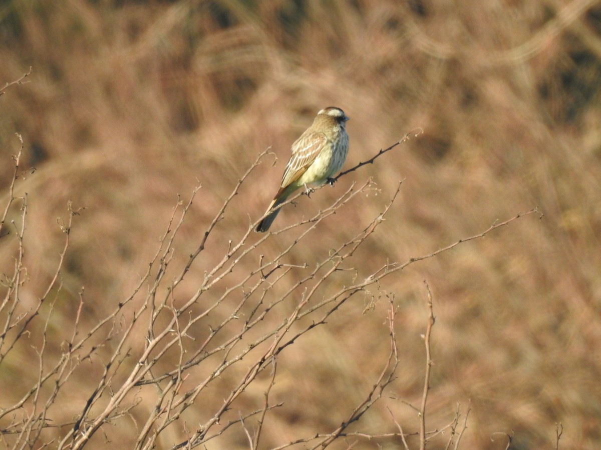 Variegated Flycatcher - Viviana Giqueaux