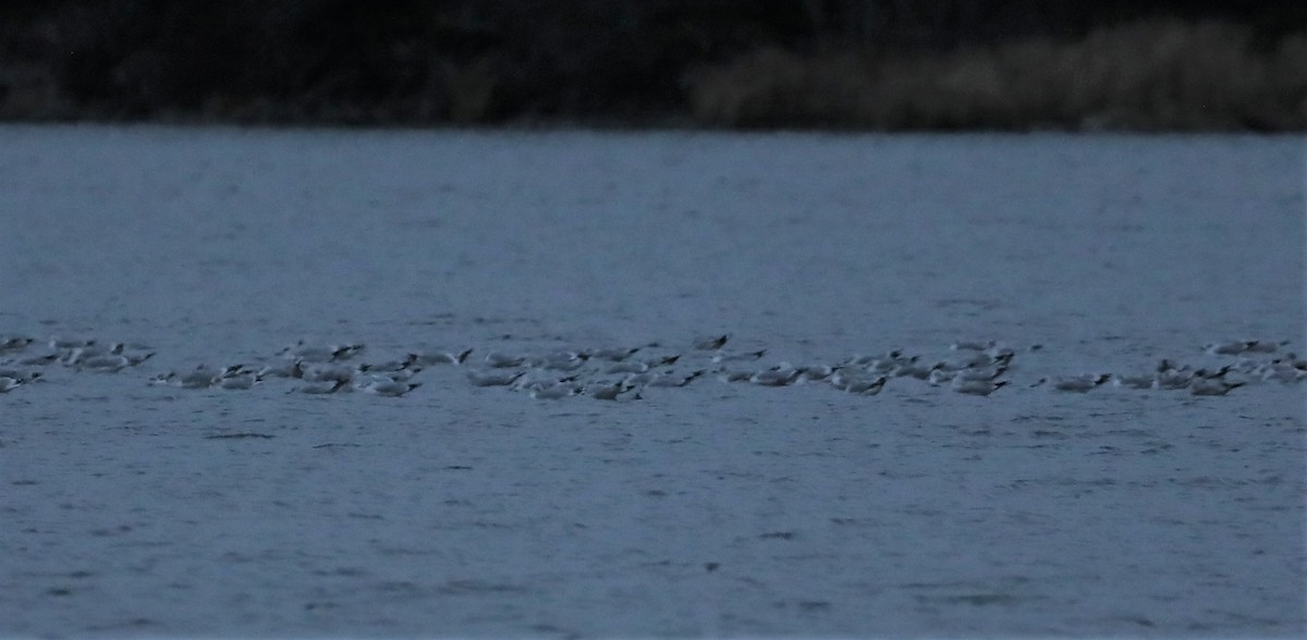 Ring-billed Gull - David Nicosia