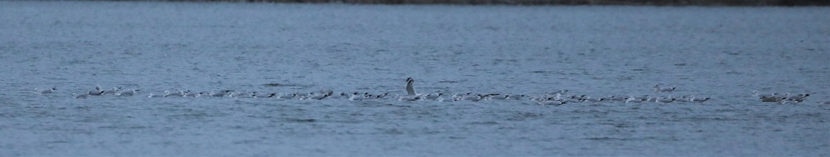 Ring-billed Gull - David Nicosia