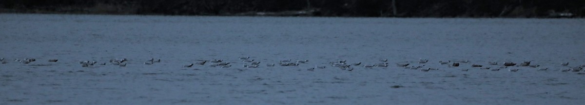 Ring-billed Gull - ML286130521