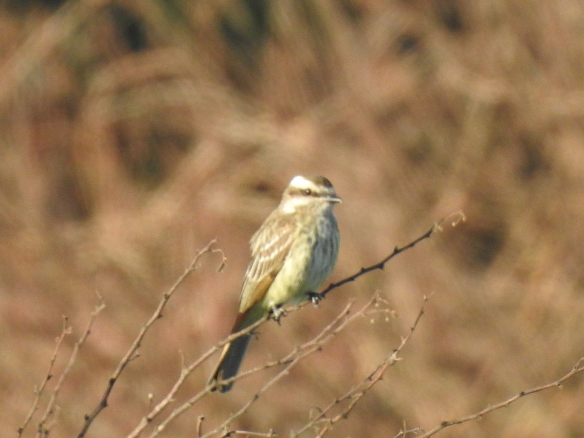 Variegated Flycatcher - Viviana Giqueaux