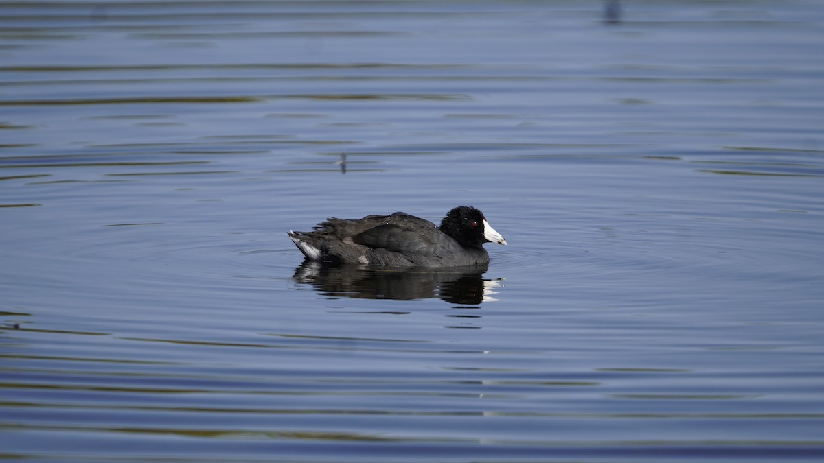 American Coot - ML286131241