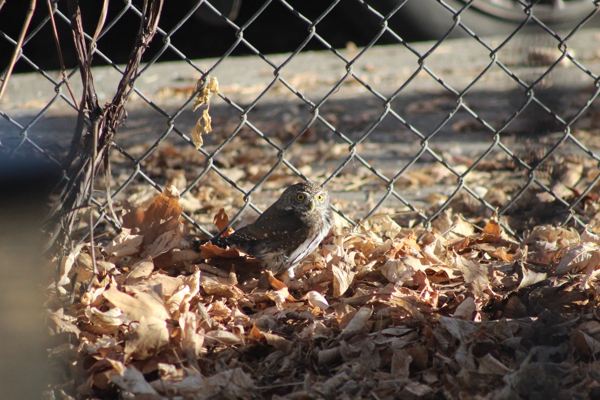 Northern Pygmy-Owl - ML286131441