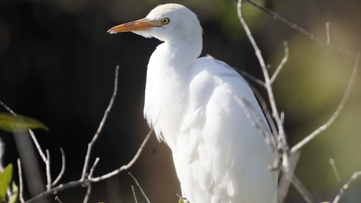 Western Cattle Egret - ML286131661