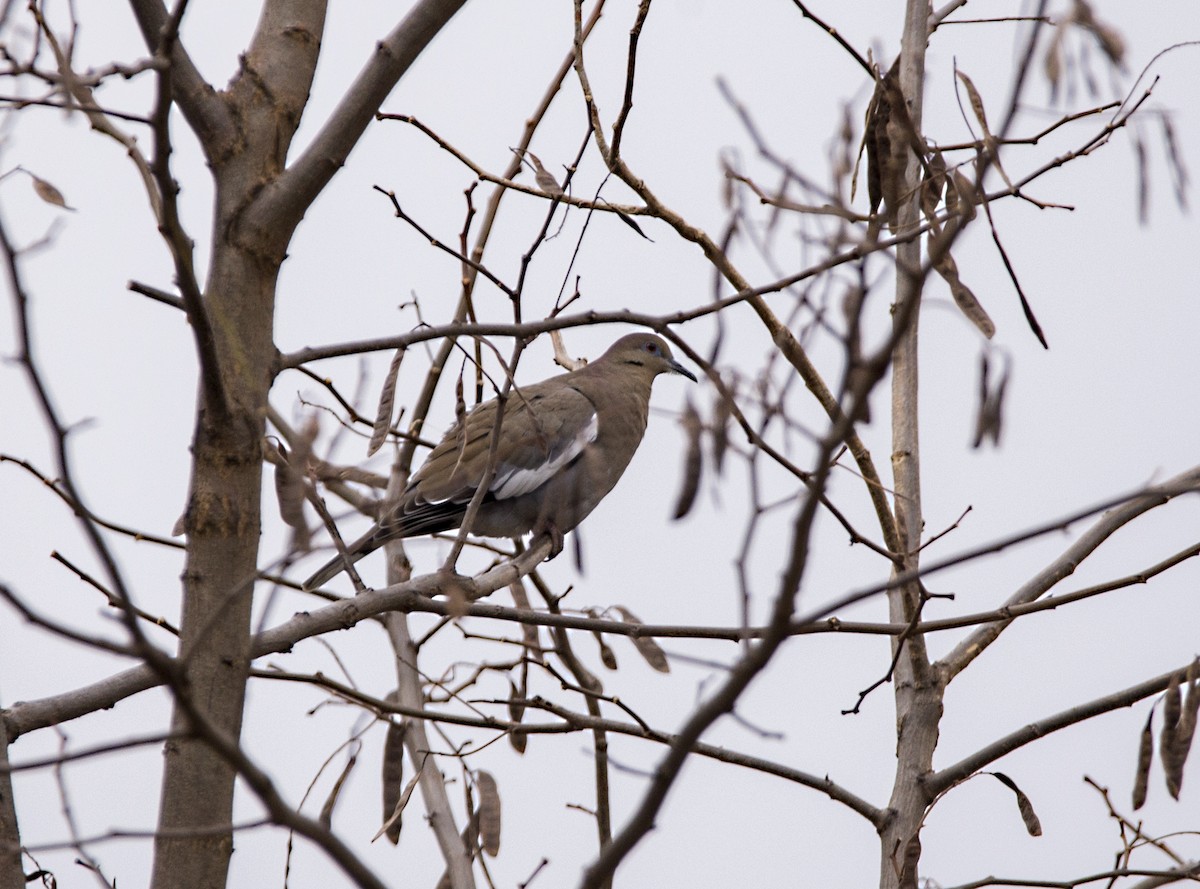 White-winged Dove - Connor  Vara