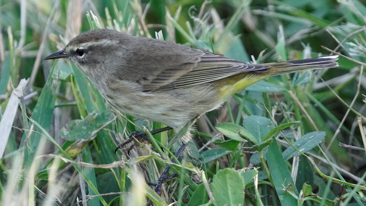 Palm Warbler - ML286132451