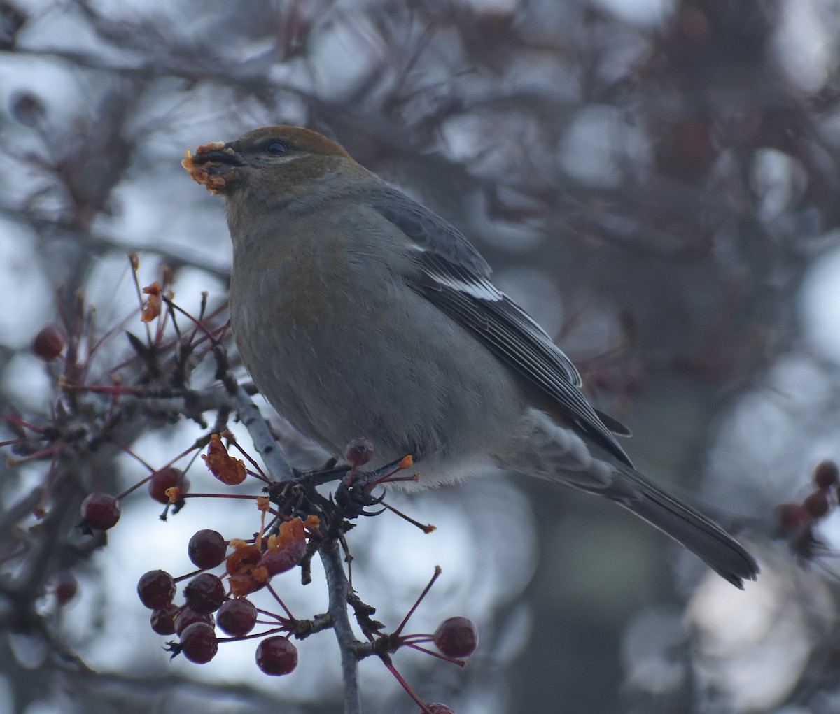 Pine Grosbeak - ML286132581