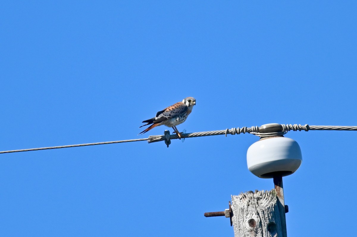 American Kestrel - ML286132811