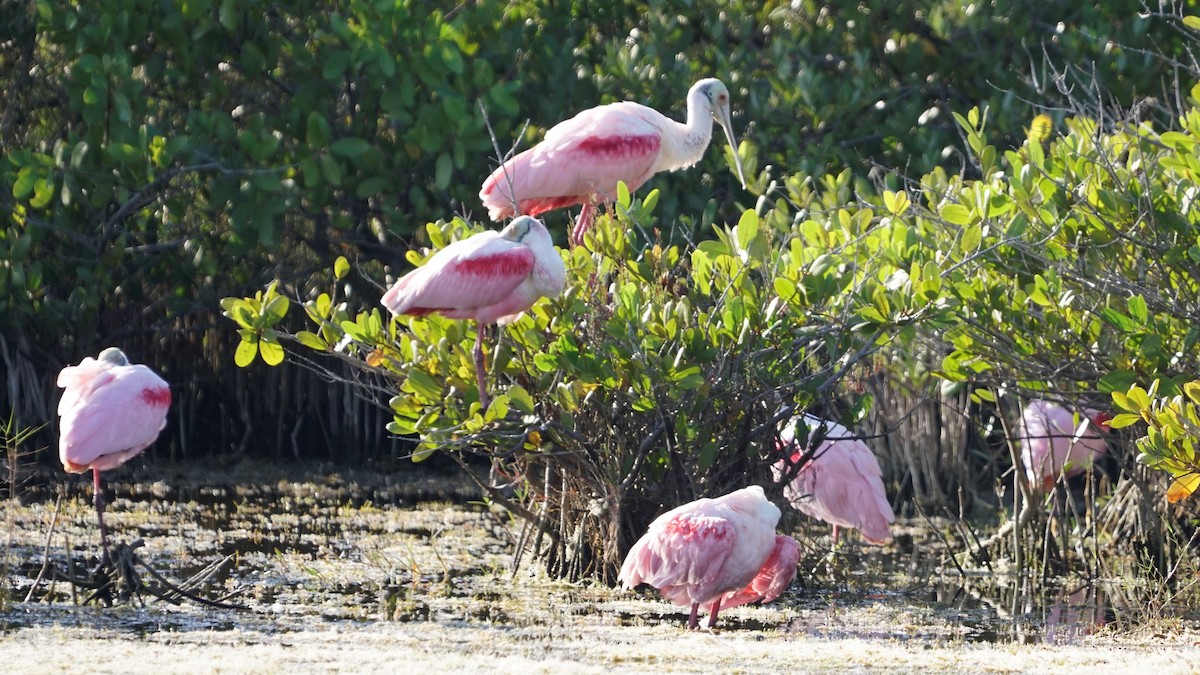 Roseate Spoonbill - ML286133051