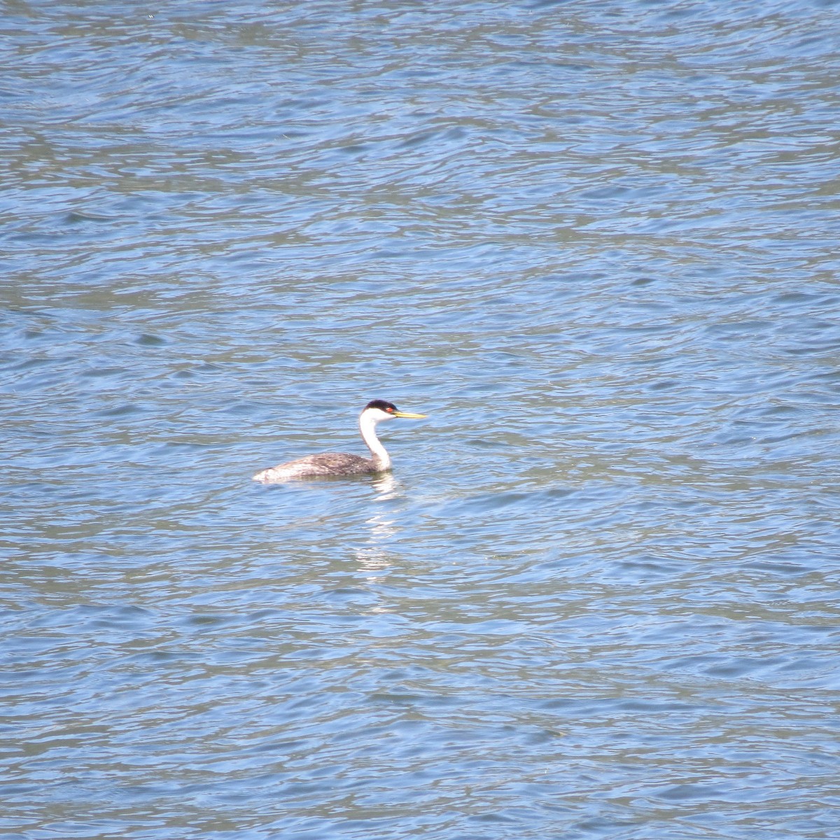 Western Grebe - Tom Eck