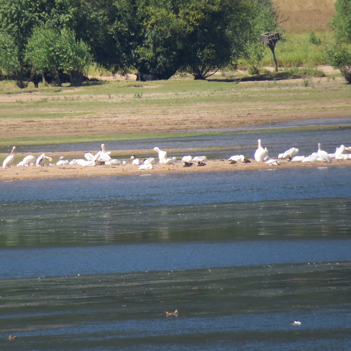 American White Pelican - Tom Eck