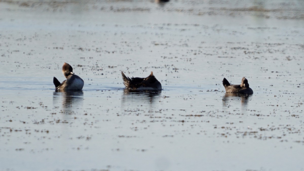 Hooded Merganser - ML286133301