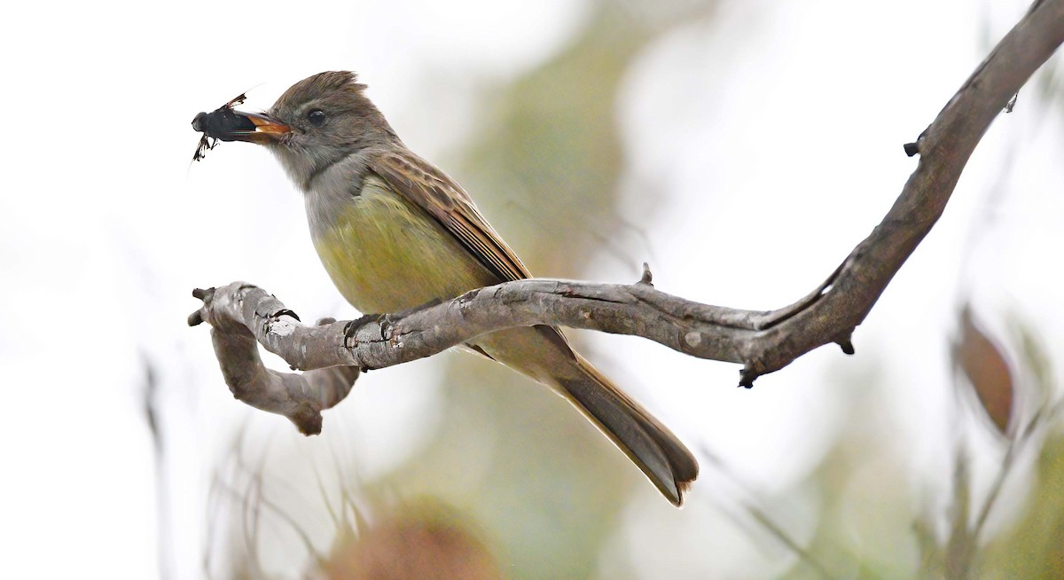 Dusky-capped Flycatcher - ML286134121