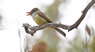 Dusky-capped Flycatcher